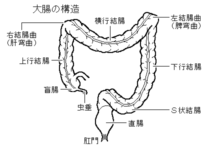 直腸、肛門のしくみとはたらきの症状・解説 - goo辞書